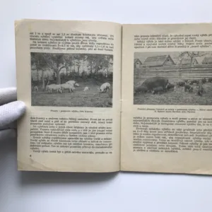 Pastva prasat, František Kučera, František Šafránek