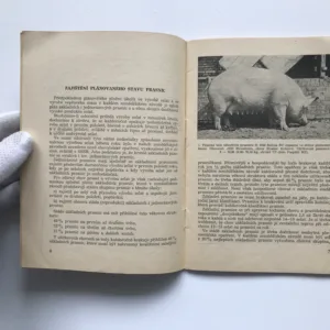 Základy plemenářské práce v chovu prasat, František Šafránek