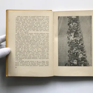 Rakouský orel padá, Jaroslav Rošický