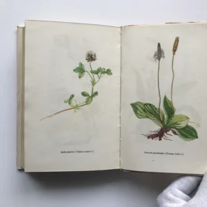 Křehká krása (Sběr a preparování živočichů a rostlin), Bohumil Lhotský