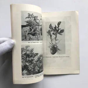 Choroby bramborů a pěstování sadby, Václav Šíp