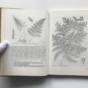 Lesnícka botanika, Jaroslav Mergl, kolektiv autorů