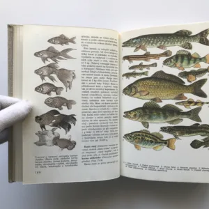 Světem zvířat IV – Pláštěnci, bezlebeční, ryby, obojživelníci a plazi, Antonín Pospíšil, Jan Hanzák, Jiří Felix, Jiří Vostradovský, Stanislav Frank