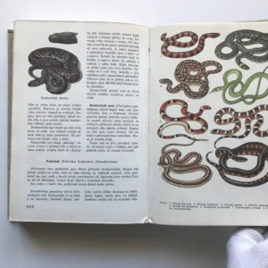 Světem zvířat IV – Pláštěnci, bezlebeční, ryby, obojživelníci a plazi, Antonín Pospíšil, Jan Hanzák, Jiří Felix, Jiří Vostradovský, Stanislav Frank