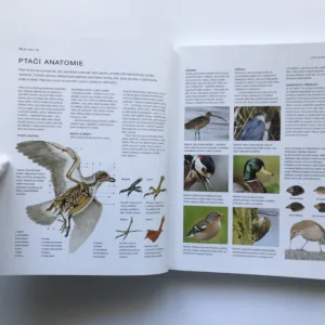 Ptáci na zahradě (Praktický průvodce), kolektiv autorů