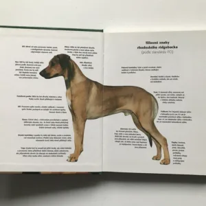 Rhodeský ridgeback, Ann Chamberlainová