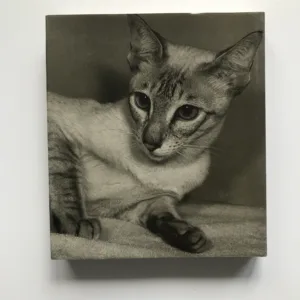 Das grosse Katzenbuch (podpis autora), Erich Tylinek, Isabella Tylinek, Manfred Bürger