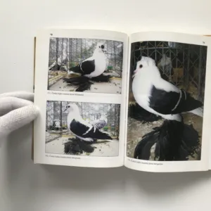 Česká čejka, Karel Jirků